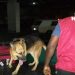 NDLEA arrests Malaysian returnee with drugs hidden in music speakers