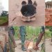 Anambra joint security forces raid criminals camp in Ihiala, destroy bomb factory