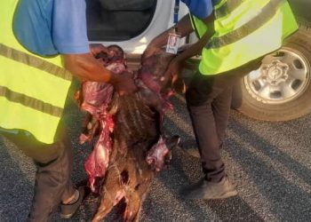 Flight disrupted as Air Peace aircraft hits antelope on Abuja airport runway