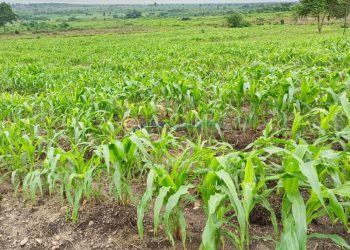GMOs systematically destroying Nigeria – Research institutes