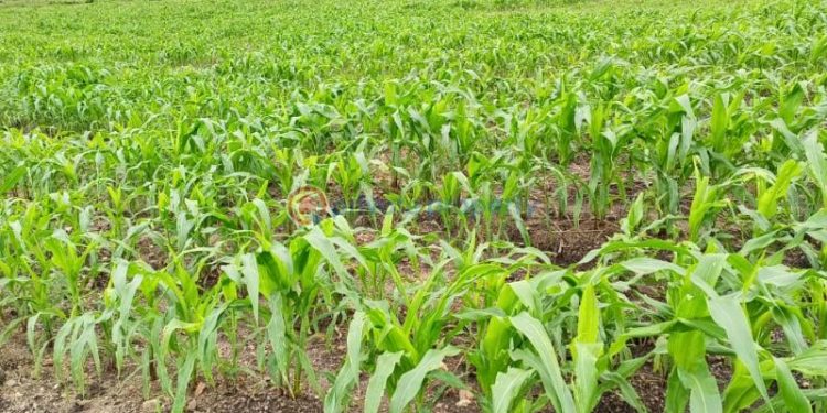 GMOs systematically destroying Nigeria – Research institutes