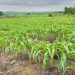 GMOs systematically destroying Nigeria – Research institutes