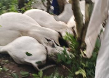 Thunderstorm kills 32 cows in Ogun