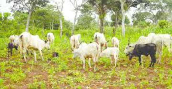Enugu farmer laments destruction of rice farm by herdsmen