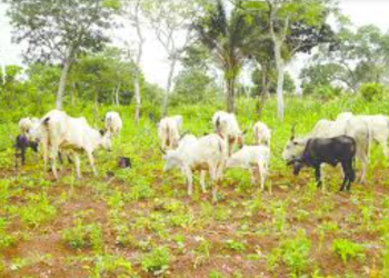 Enugu farmer laments destruction of rice farm by herdsmen