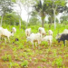 Enugu farmer laments destruction of rice farm by herdsmen