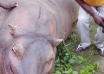Brave hunters kill hippopotamus threatening lives in Niger community
