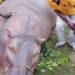 Brave hunters kill hippopotamus threatening lives in Niger community