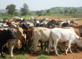 Livestock Ministry underscores role of animal genetic resources in policy making