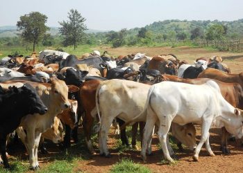 Livestock Ministry underscores role of animal genetic resources in policy making