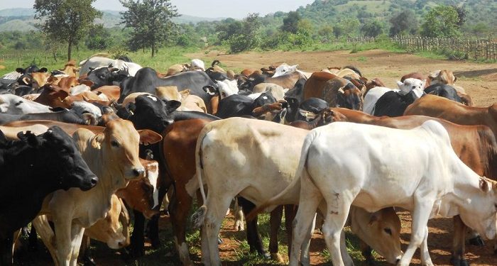 Livestock Ministry underscores role of animal genetic resources in policy making