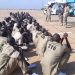 117 repentant terrorists complete rehabilitation programme