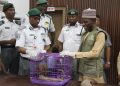 NESREA receives pangolins, hails increasing awareness on wildlife conservation 