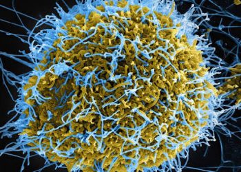 DR Congo confirms 65 deaths from Ebola