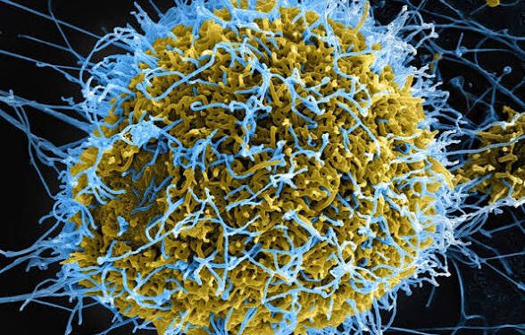 DR Congo confirms 65 deaths from Ebola