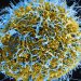 DR Congo confirms 65 deaths from Ebola