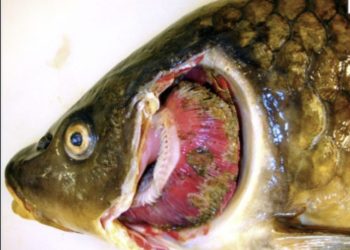 UK confirms Koi Herpesvirus outbreak, restricts fish movement