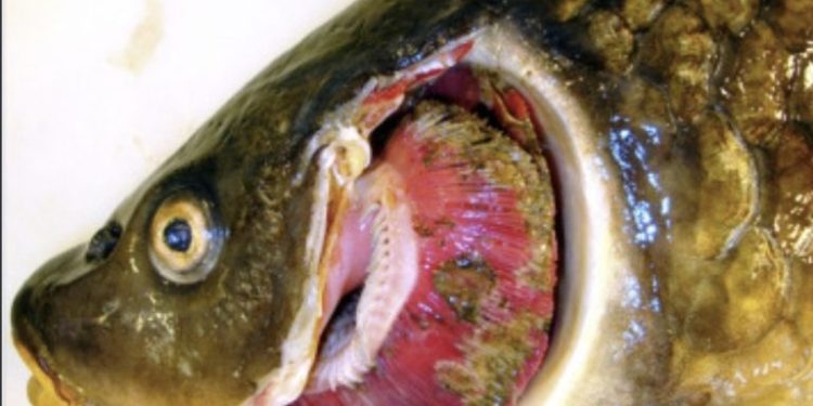 UK confirms Koi Herpesvirus outbreak, restricts fish movement