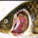 UK confirms Koi Herpesvirus outbreak, restricts fish movement